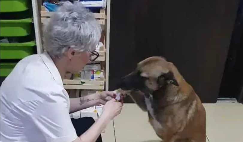 রাস্তার কুকুর-ফার্মেসি-ফার্মাসিস্ট