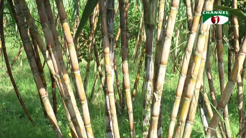 সুমিষ্ট জাতের আখ-পাবনা