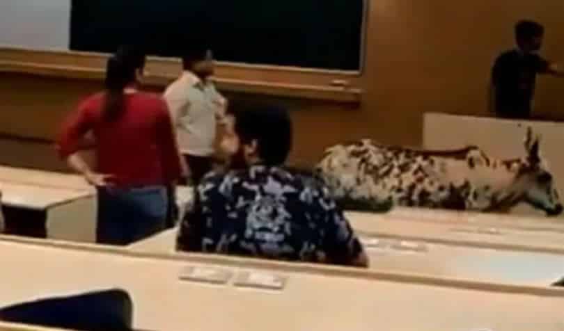 ভারত-ক্লাসরুমে গরু