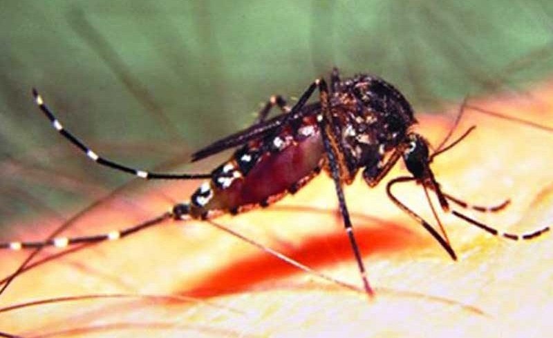 ফাইল ফটো