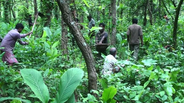 বৃক্ষরোপণ