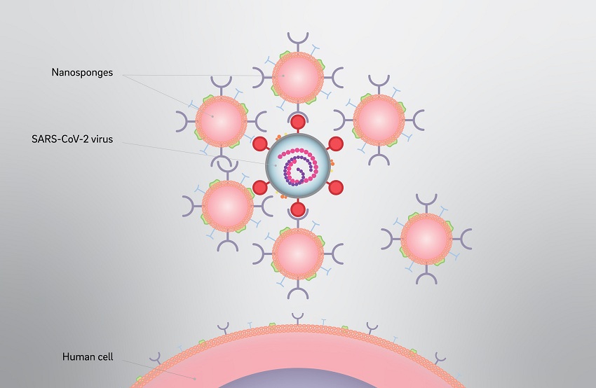 Phys.org Nanosponges could intercept SARS-CoV-2 coronavirus infection