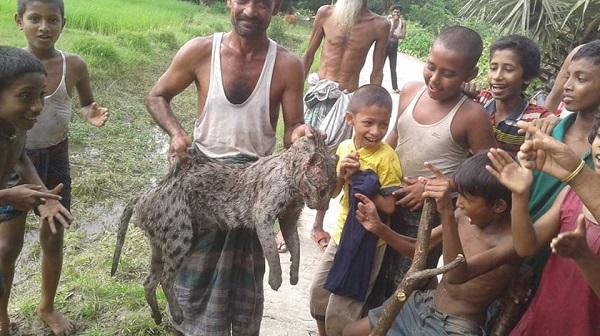 মেছো বাঘ