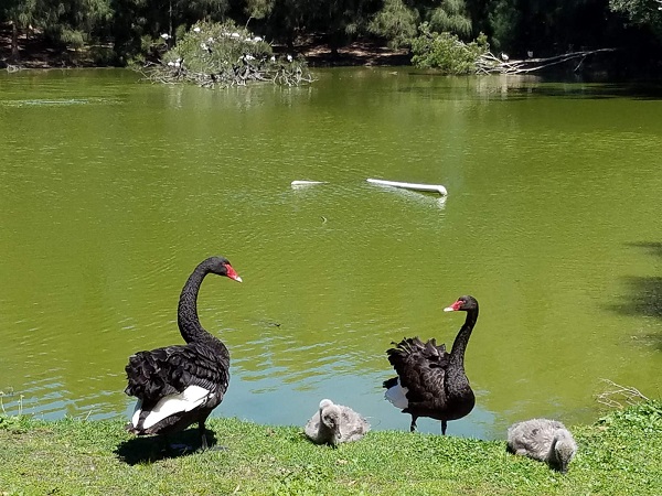 স্যার জোসেফ ব্যাংকস পার্কের হ্রদ