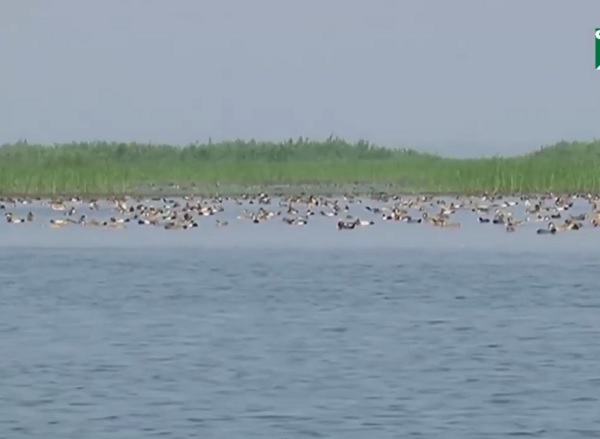 পাখিশুমারী