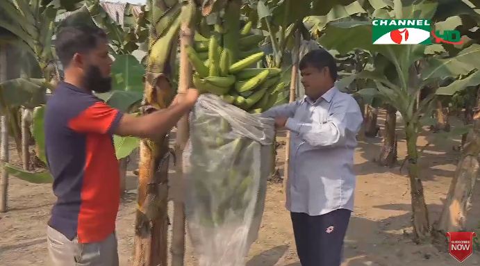 বাংলাদেশে গ্রীষ্মকালীন জি নাইন কলার চাষের দৃশ্য. Channel i News - চ্যানেল আই নিউজ
