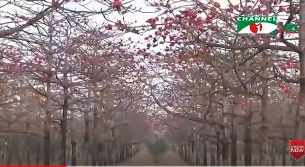 শিমুলবাগান