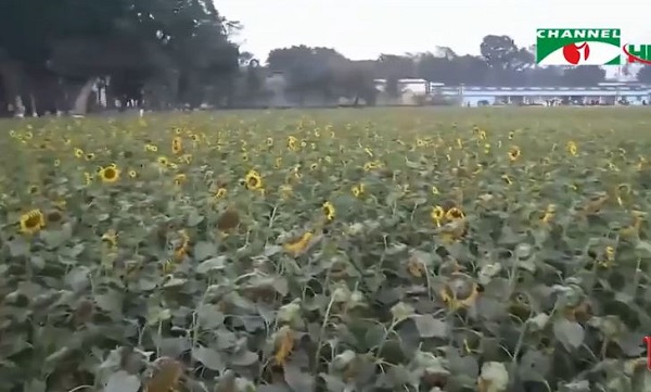 সূর্যমুখি