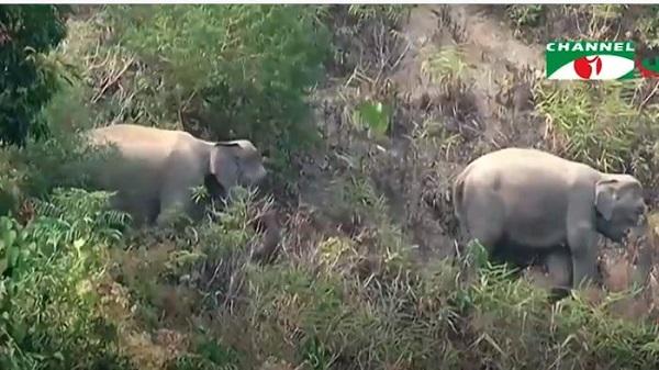 বন্যপ্রাণী