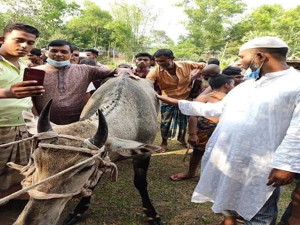 পালানো নীলগাইকে দেখছেন দর্শক ও বন কর্মকর্তারা. Channel i News - চ্যানেল আই নিউজ