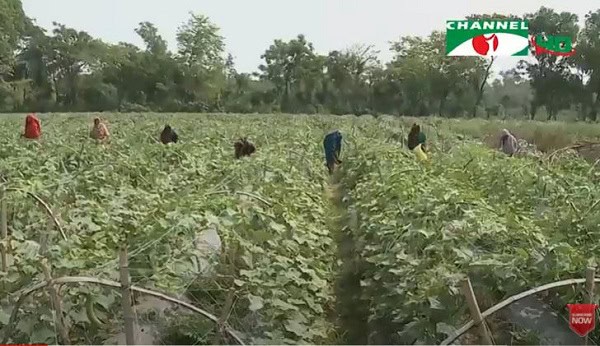 ধানের ক্ষেতের মধ্যে শ্রমিকরা ধান কাটছেন, কৃষি জমির ক্ষতি উদ্বেগজনক. Channel i News - চ্যানেল আই নিউজ