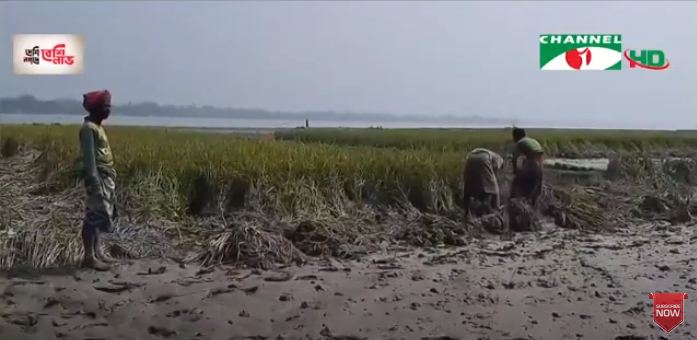 বন্যার পানিতে ডুবে গেছে কৃষকের জমি, কৃষকরা ক্ষতিগ্রস্ত. Channel i News - চ্যানেল আই নিউজ