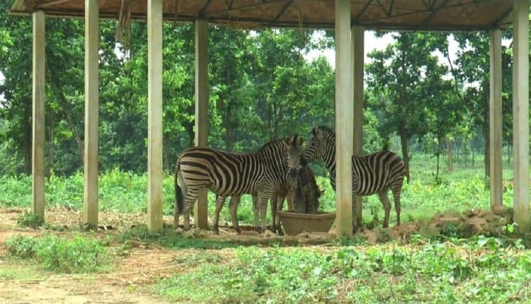 জেব্রা সাফারি পার্কে খাবার খাচ্ছে, চারটি জেব্রা দেখা যাচ্ছে. Channel i News - চ্যানেল আই নিউজ