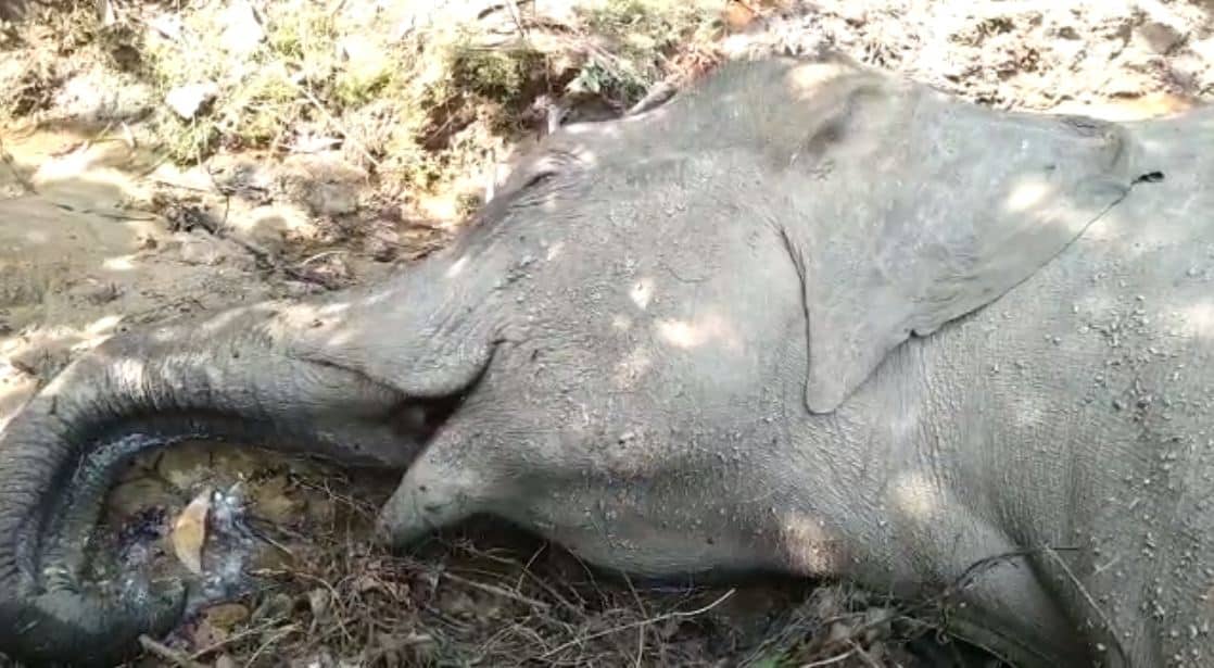 ঝিনাইগাতীতে বন্যহাতির মরদেহ উদ্ধার, মৃত হাতির পাশে মৃত মাছের ছবি. Channel i News - চ্যানেল আই নিউজ