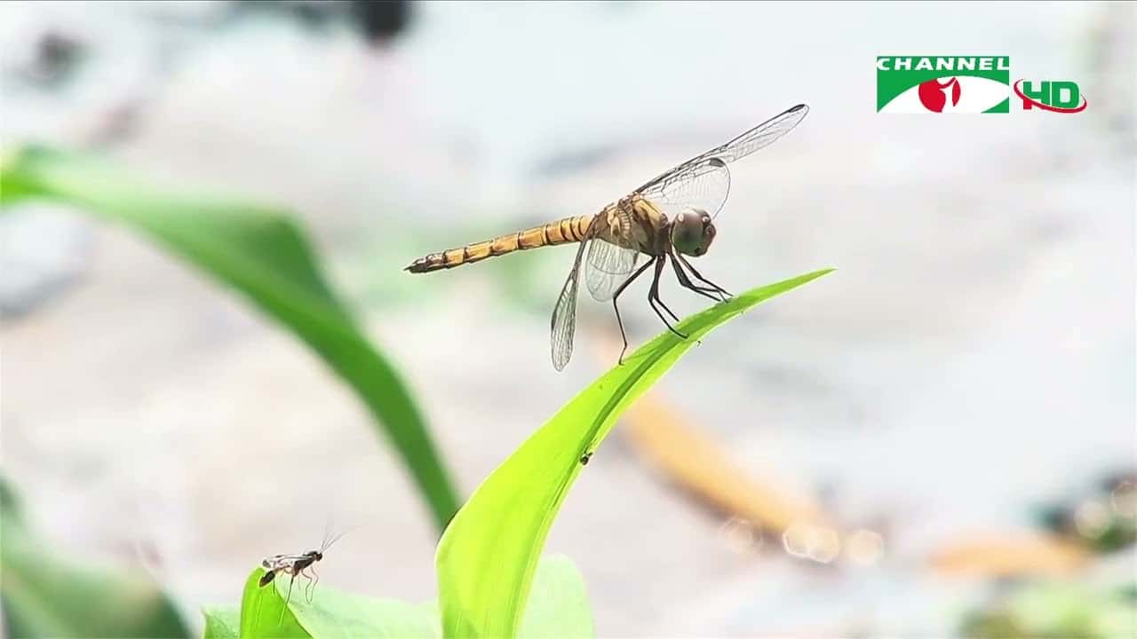 প্রাকৃতিক পরিবেশে ডানদিকের ডোবার উপর পতঙ্গের ছবি. Channel i News - চ্যানেল আই নিউজ