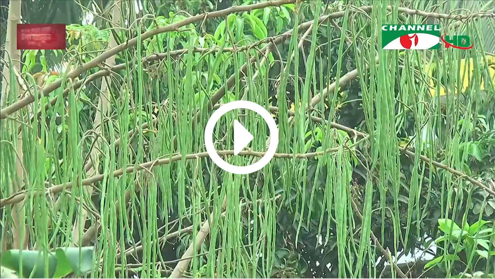 সজনের গাছের ঝুলন্ত ফলন, চাষিরা লাভবান. Channel i News - চ্যানেল আই নিউজ