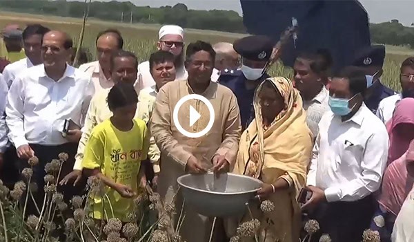 প্রধানমন্ত্রী পেঁয়াজ বীজ চাষীদের জন্য প্রণোদনা উদ্বোধন করেন. Channel i News - চ্যানেল আই নিউজ