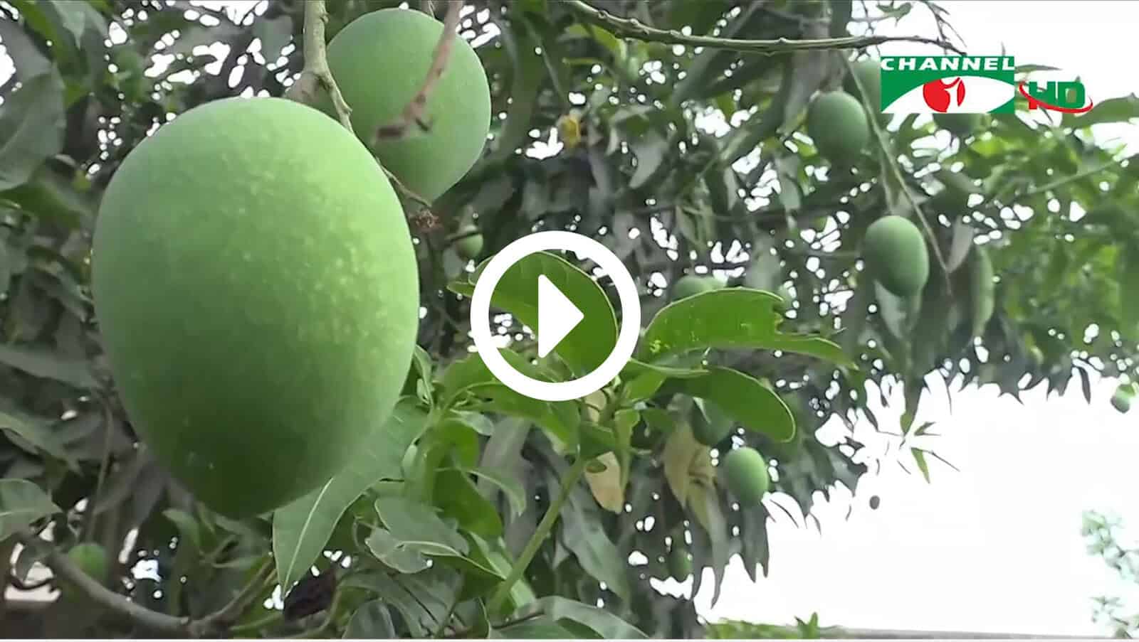 রাজশাহীতে গাছ থেকে আম নামানোর দৃশ্য, আমের মৌসুম শুরু. Channel i News - চ্যানেল আই নিউজ