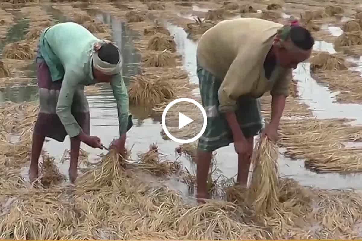 বাংলাদেশের কৃষকরা বোরো ধান কাটছেন পানিতে ডুবে থাকা মাঠে. Channel i News - চ্যানেল আই নিউজ