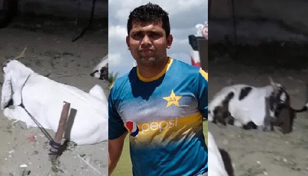 বাড়ির সামনে থেকে কোরবানির ছাগল চুরি, সন্দেহভাজন যুবক. Channel i News - চ্যানেল আই নিউজ