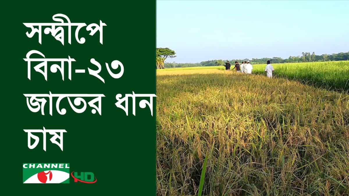 সন্দ্বীপে উচ্চ ফলনশীল বিনা-২৩ জাতের ধান চাষের দৃশ্য. Channel i News - চ্যানেল আই নিউজ