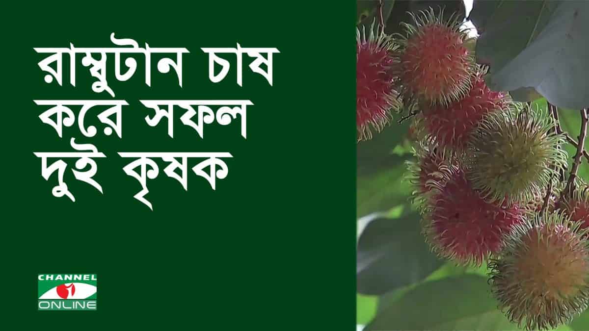রাম্বুটান ফলের ছবি, গাছে ঝুলছে রঙিন ফলের ঝুড়ি. Channel i News - চ্যানেল আই নিউজ