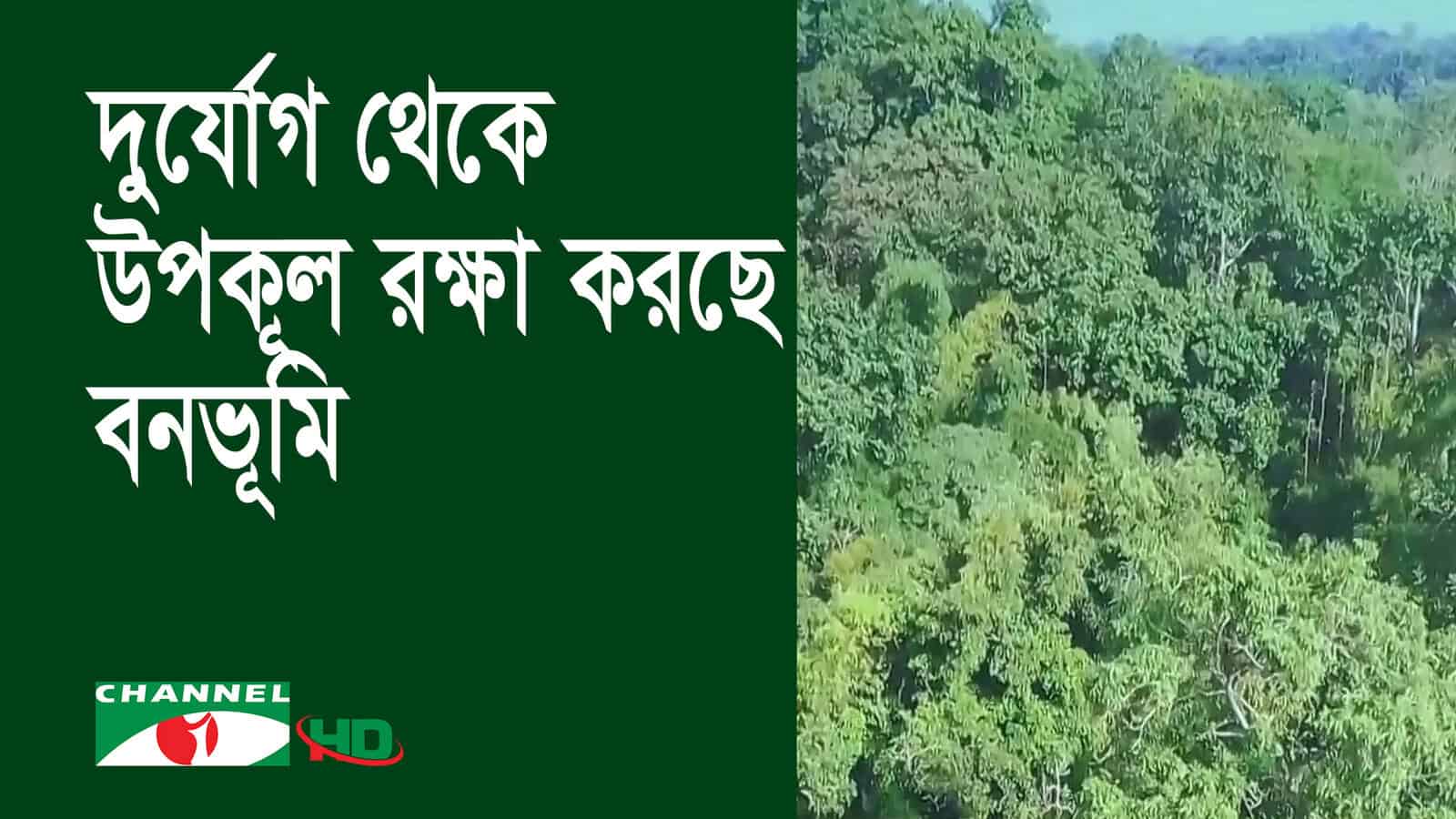 উপকূলীয় বনভূমির সুফল নিয়ে আলোচনা, সুন্দর প্রাকৃতিক দৃশ্য. Channel i News - চ্যানেল আই নিউজ
