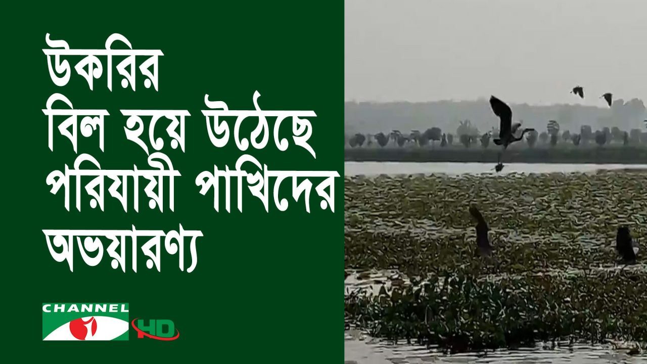 ঝিনাইদহের উকরির বিল যেনো হয়ে উঠেছে পরিযায়ী পাখিদের অভয়ারণ্য