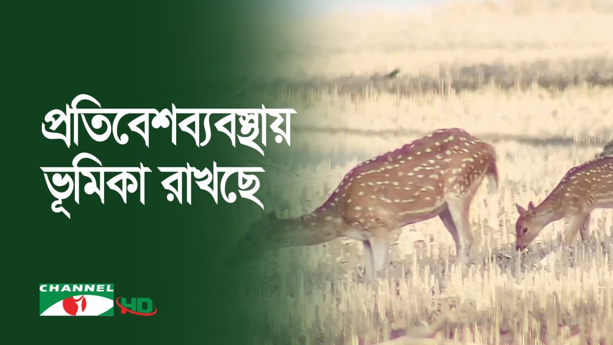 সুন্দরবনের বন্য প্রাণীর বৈচিত্র্যময় বিচরণ