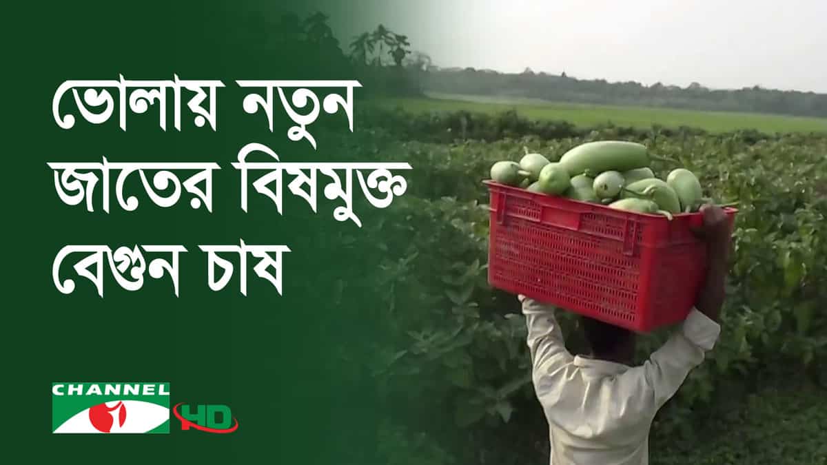 ভোলার চরাঞ্চলে বেগুন চাষের দৃশ্য, কৃষকের হাতে বেগুন ভর্তি ট্রলি. Channel i News - চ্যানেল আই নিউজ