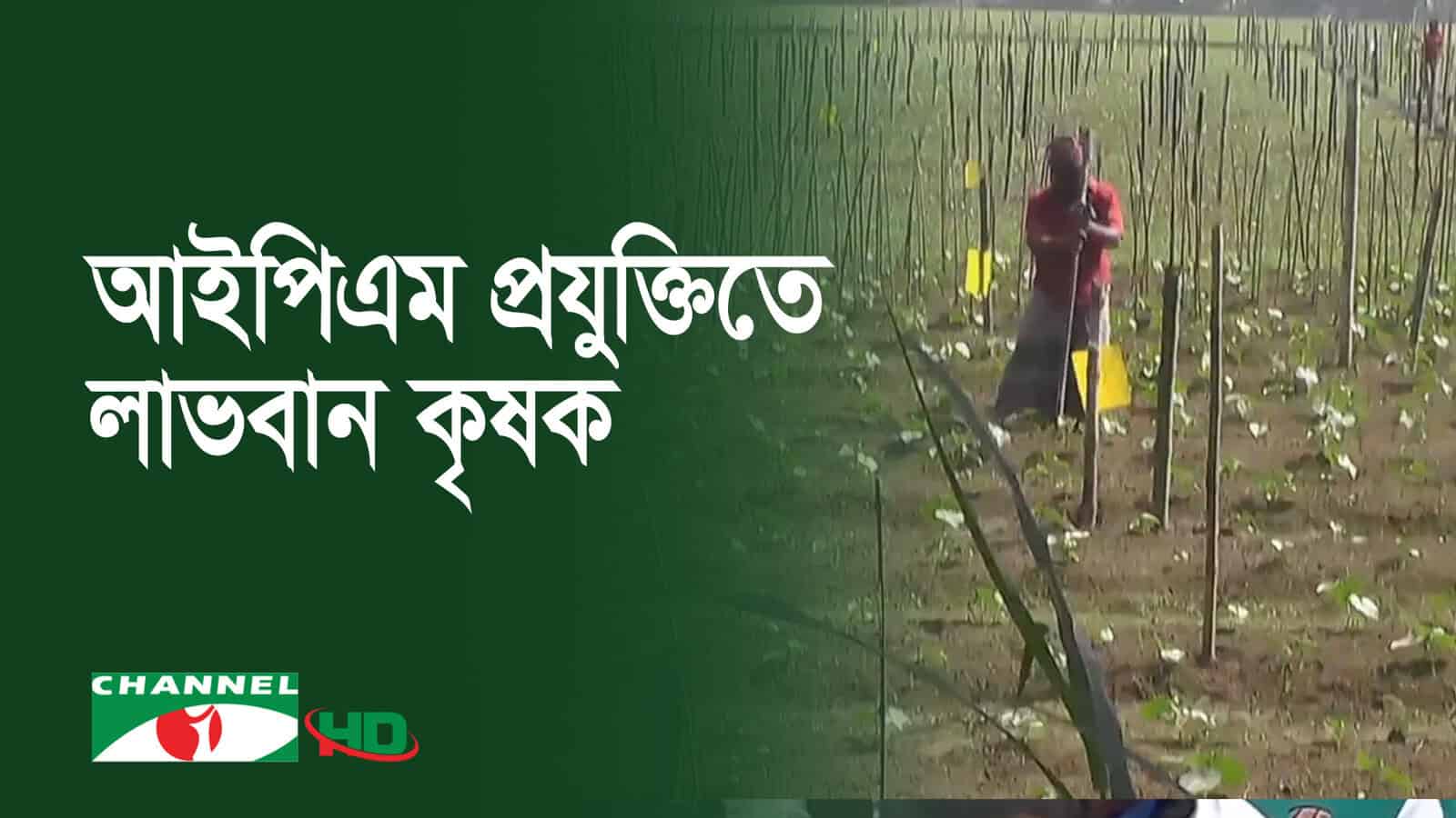 আইপিএম প্রযুক্তিতে বেশি সবজি উৎপাদনে সফল কৃষক. Channel i News - চ্যানেল আই নিউজ