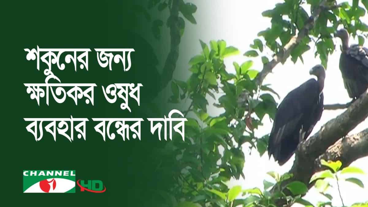 শকুনের জন্য খাদ্য সংগ্রহের জন্য বনজঙ্গলে বসে শকুনের দল. Channel i News - চ্যানেল আই নিউজ