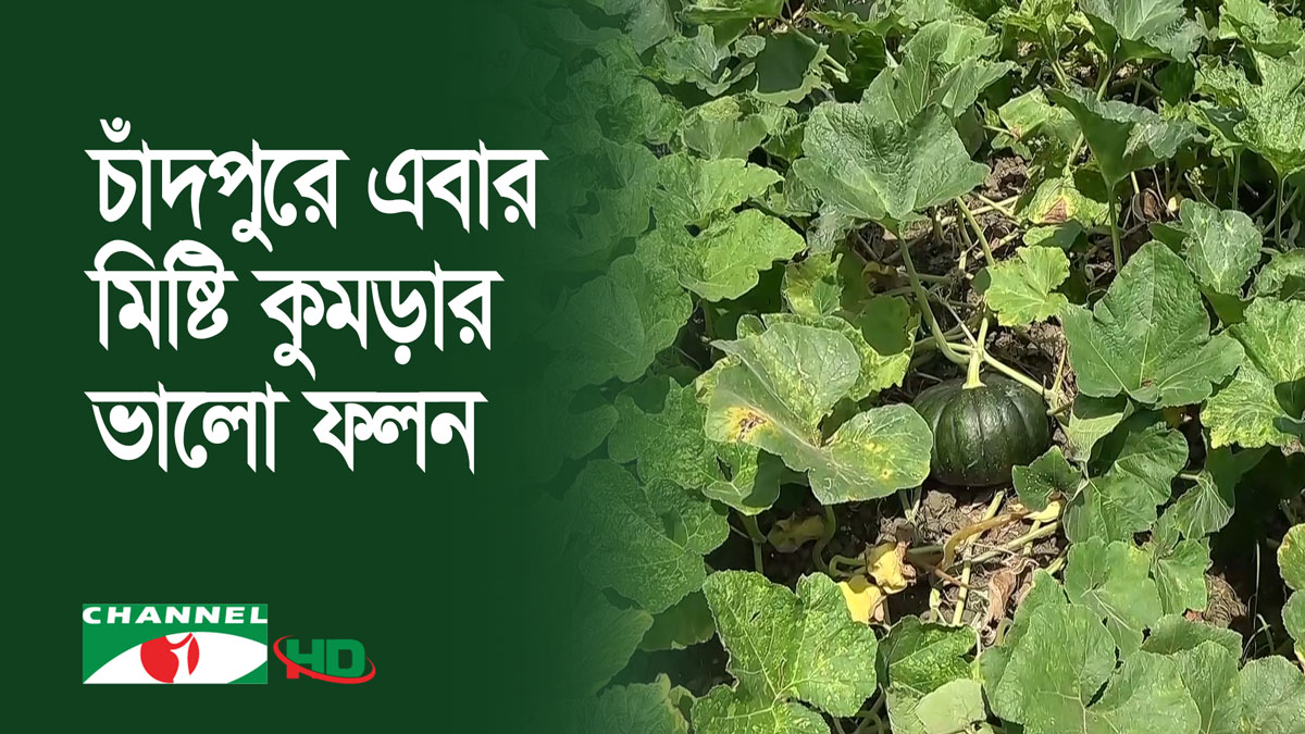 চাঁদপুরে মিষ্টি কুমড়ার ভালো ফলন