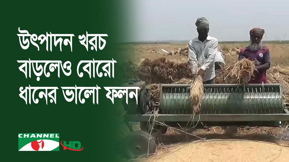 নাটোর ও কক্সবাজারে বোরোর ভালো ফলন