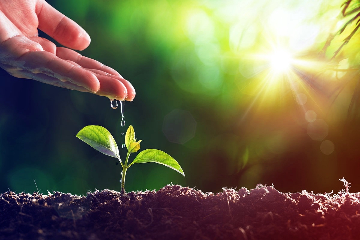 Watering Young Plant - Vintage Effect