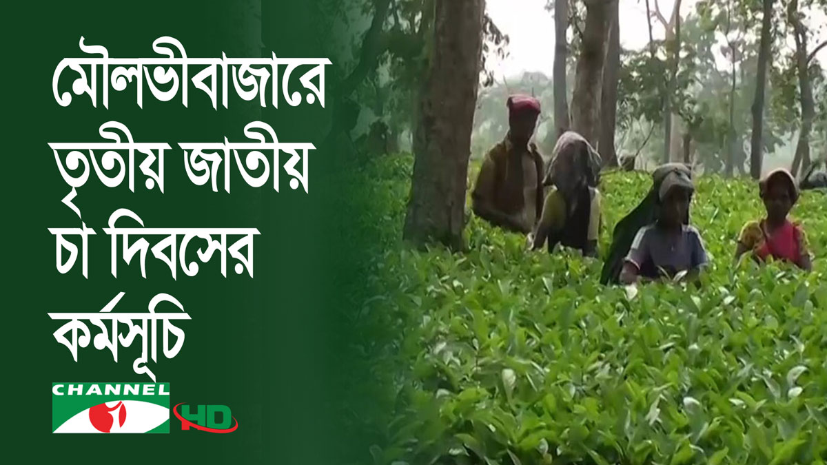 মৌলভীবাজারে তৃতীয় জাতীয় চা দিবসের কর্মসূচি