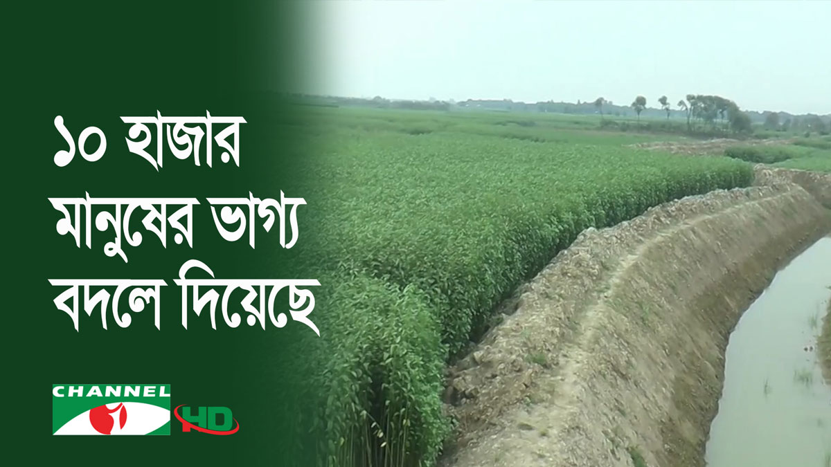 পাবনায় এক ফসলি জমি তিন ফসলিতে রূপান্তর