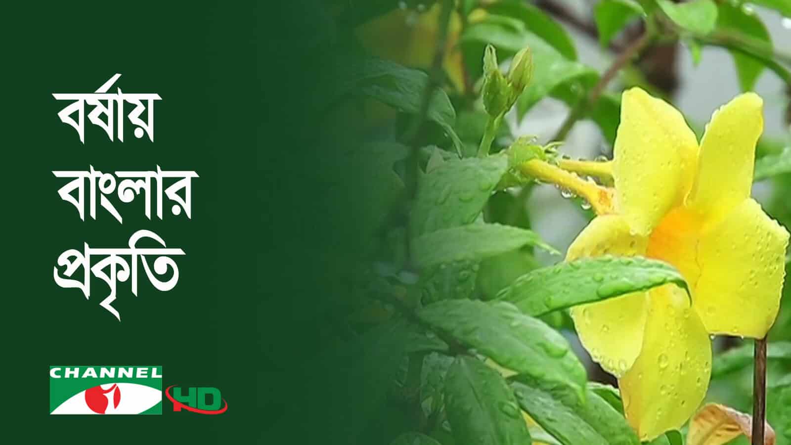বর্ষার জলধারায় সিক্ত বাংলার প্রকৃতি, ফুল ও সবুজ গাছের ছবি. Channel i News - চ্যানেল আই নিউজ