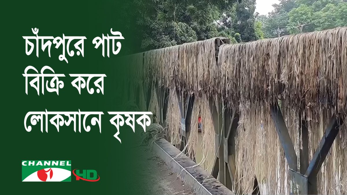 চাঁদপুরে পাট বিক্রি করে লোকসান গুণছেন কৃষক