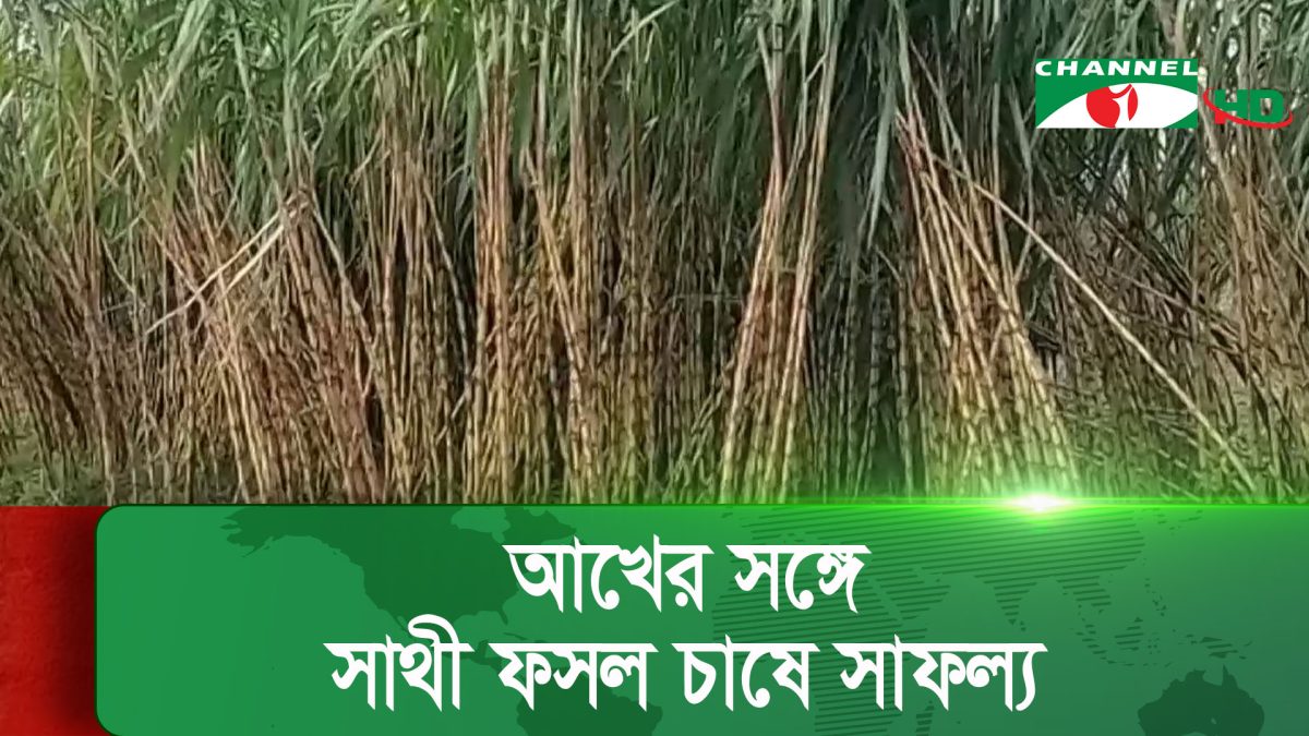 নেত্রকোণায় আখের ভালো ফলন, একইসঙ্গে সাথী ফসল চাষ