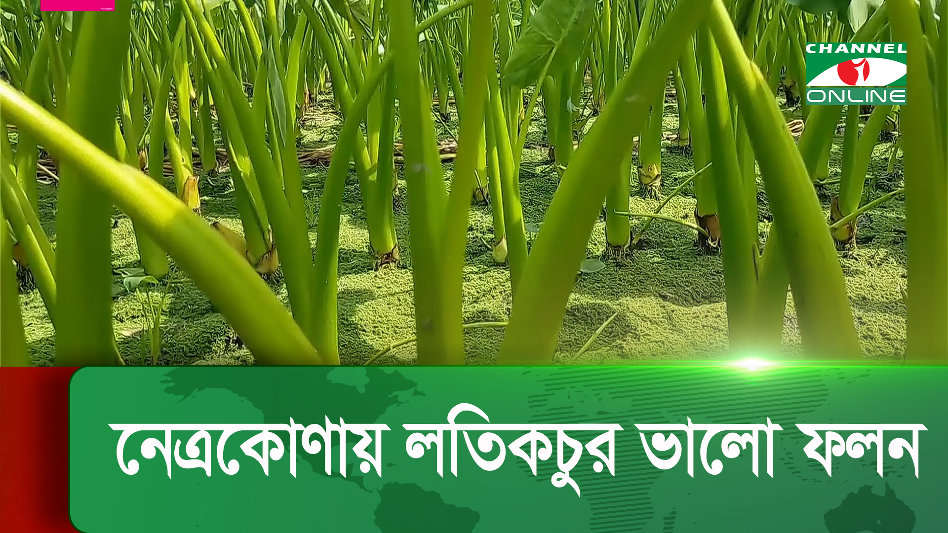 নেত্রকোণায় লতিকচুর ভালো ফলন