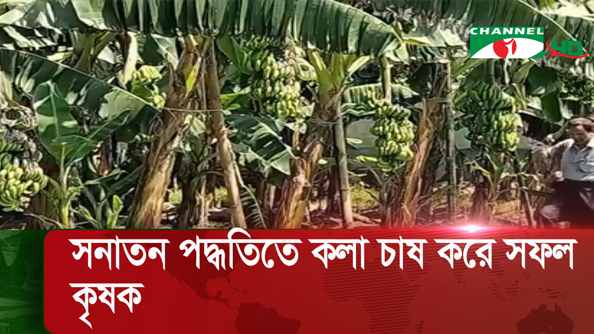 নেত্রকোণায় পরিত্যক্ত অনাবাদি জমিতে কলার আবাদ