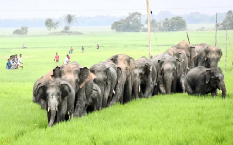 সংগ্রহীত