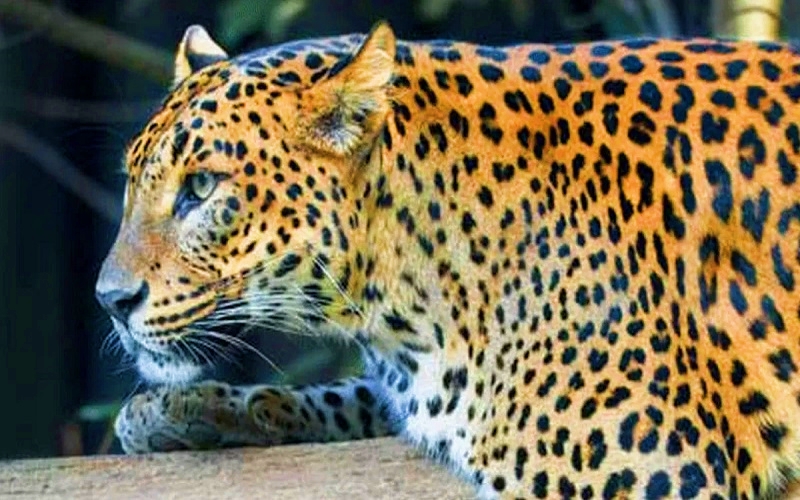 প্রতীকী ছবি