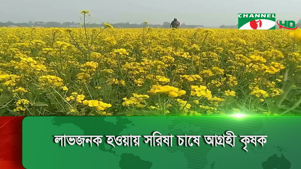 জয়পুরহাটে বিপুল পরিমান জমিতে সরিষা চাষ