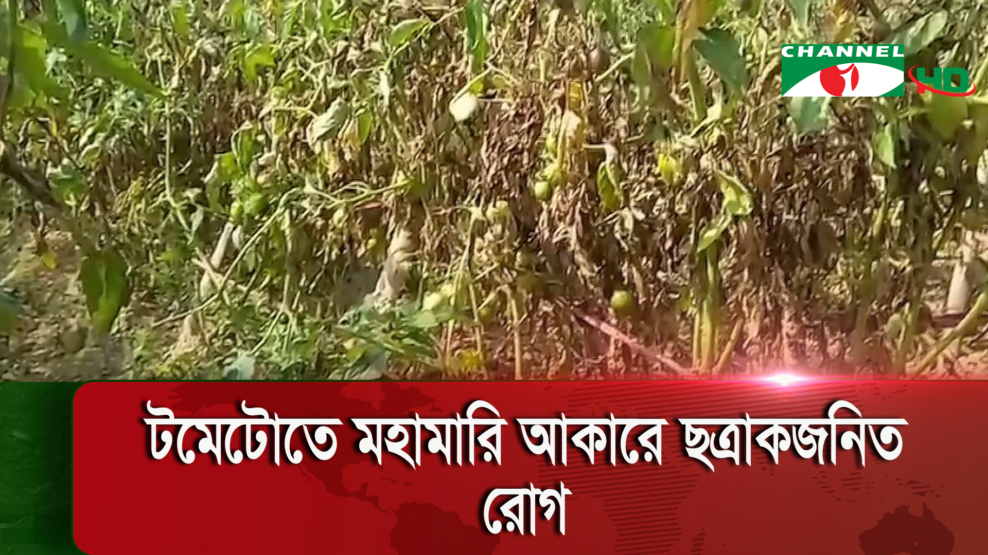 খাগড়াছড়িতে টমেটোতে দেখা দিয়েছে মহামারি আকারে ছত্রাকজনিত রোগ