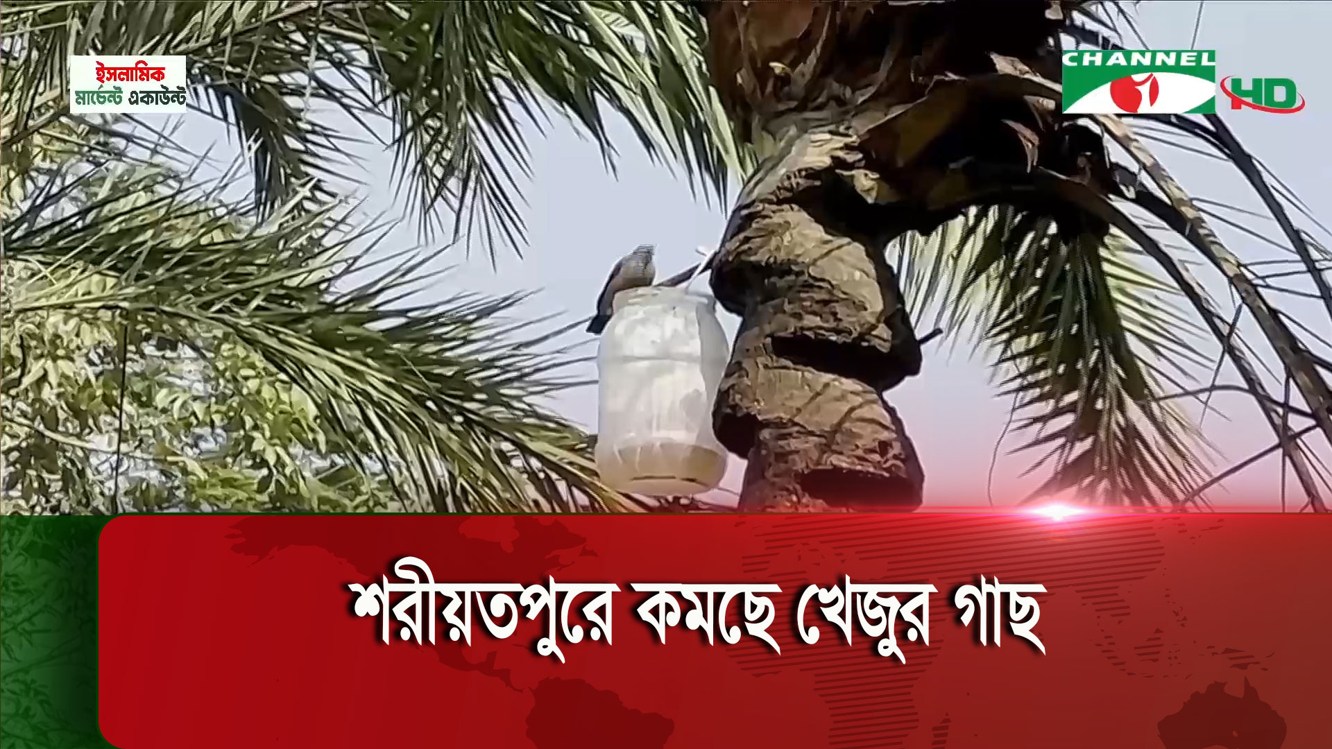 শরীয়তপুরে কমছে খেজুর গাছ