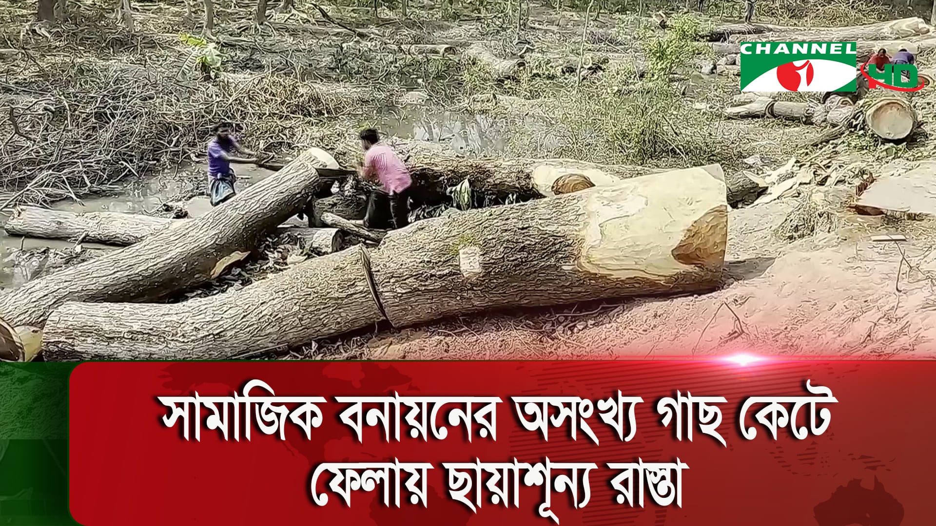 শরীয়তপুরে কেটে ফেলা হচ্ছে সামাজিক বনায়নের অসংখ্য গাছ, পরিবেশ বিপন্ন হওয়ার আশঙ্কা