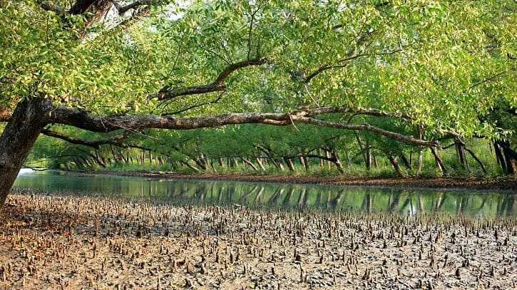 প্রাকৃতিক জলাভূমি ও গাছের শ্যামল দৃশ্য, বাংলাদেশের পরিবেশের ছবি. Channel i News - চ্যানেল আই নিউজ