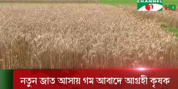 গাইবান্ধায় গম চাষে কৃষকের আগ্রহ গাইবান্ধায় গম চাষে কৃষকের আগ্রহ গাইবান্ধায় গম চাষে কৃষকের আগ্রহ গাইবান্ধায় গম চাষে কৃষকের আগ্রহ